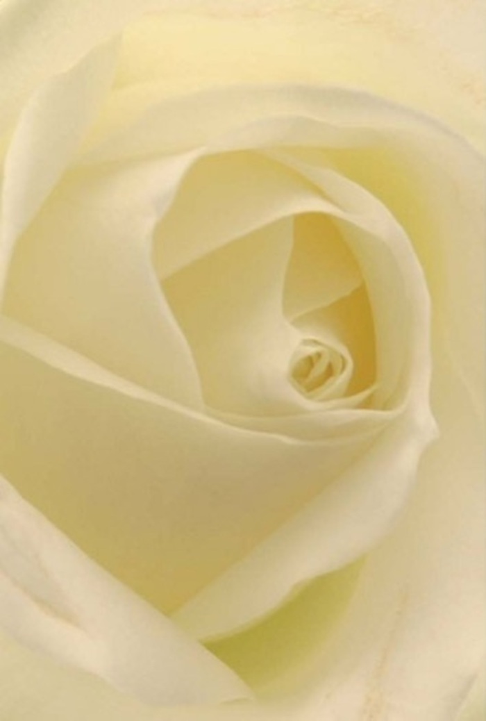 Seen from a close vantage point, this classic white rose reveals its mesmerizing structure-layers of delicate, creamy petals arranged in tranquil spirals, each one bathed in a clear, ambient light reminiscent of a sunny afternoon in nearby Mapesbury Dell. The luminous tones-subtle whites and creams-blend harmoniously, as though the bloom is quietly glowing from within. As a Cricklewood florist, I often find that such roses capture the essence of heartfelt emotions: an offering for love, a symbol of apology, or the centrepiece for weddings at local venues. The near-flawless, spiraled core represents purity and gentle resilience, while the nuanced transitions in colour and shadow only heighten its elegant beauty. This is more than just a bloom-it's a refined expression of sentiment, available for same-day delivery throughout Cricklewood and its surrounding streets. The rose radiates a discreet serenity; its fragrance, though not seen, is imagined as clean and soothing-much like the peaceful ambiance of a neighbourhood garden at dusk. Its effortless grace and balanced form speak to the artistry inherent in every arrangement from Flowers Cricklewood, ensuring that, whatever the reason, this timeless bloom is always appropriate for marking Cricklewood's most meaningful occasions.
